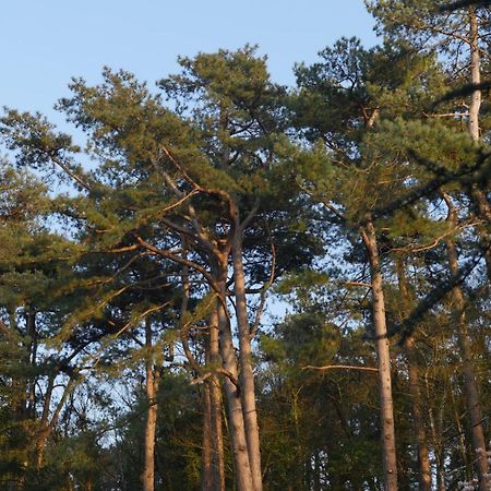 Bain De Foret - Lodges Cosy & Spa Neufchatel-Hardelot Exterior photo